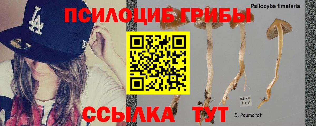 Псилоцибиновые грибы мухоморы Горно-Алтайск